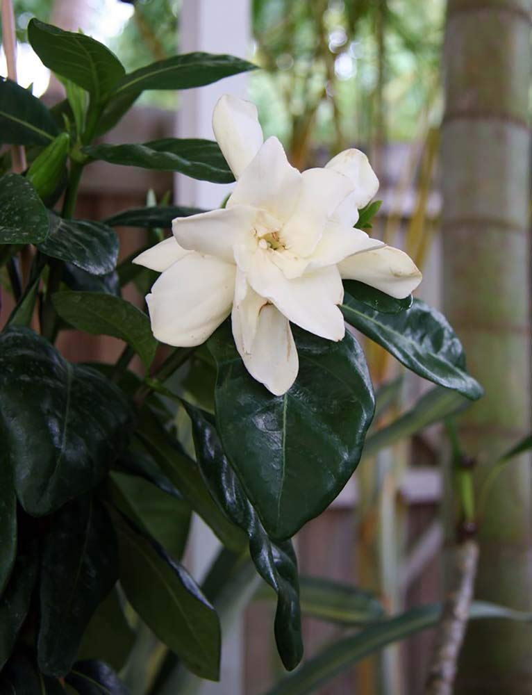 Tahitian Gardenia 4" Pot C361072