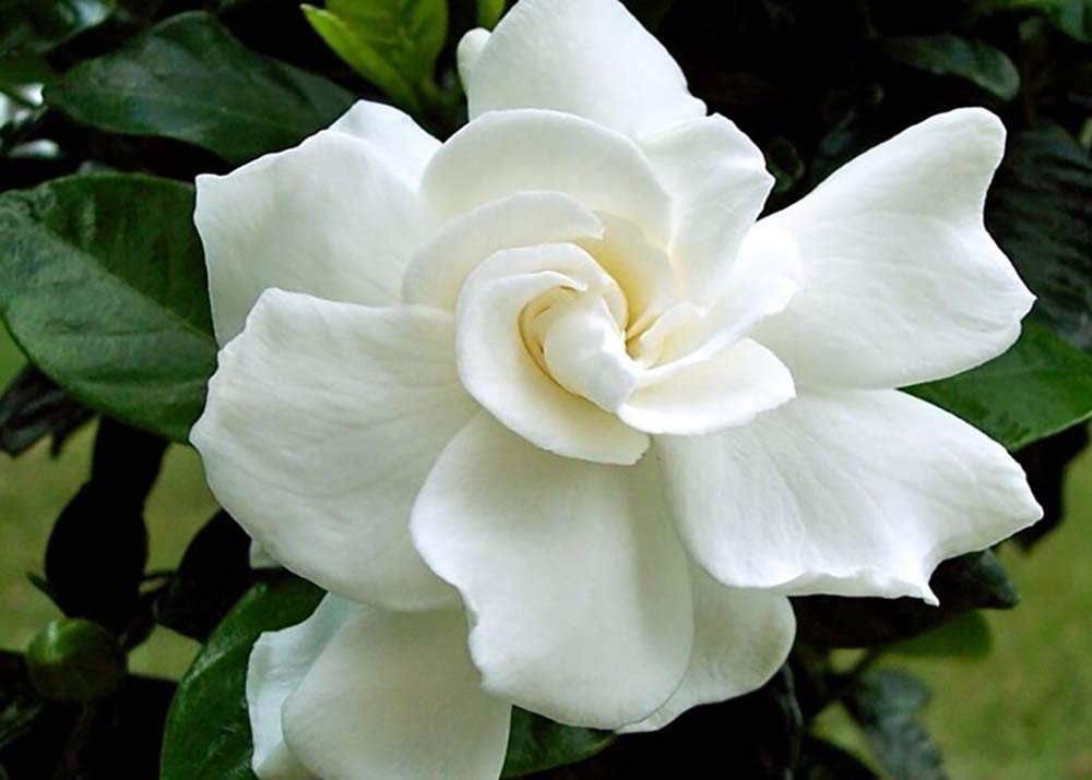 Tahitian Gardenia 4" Pot C361072
