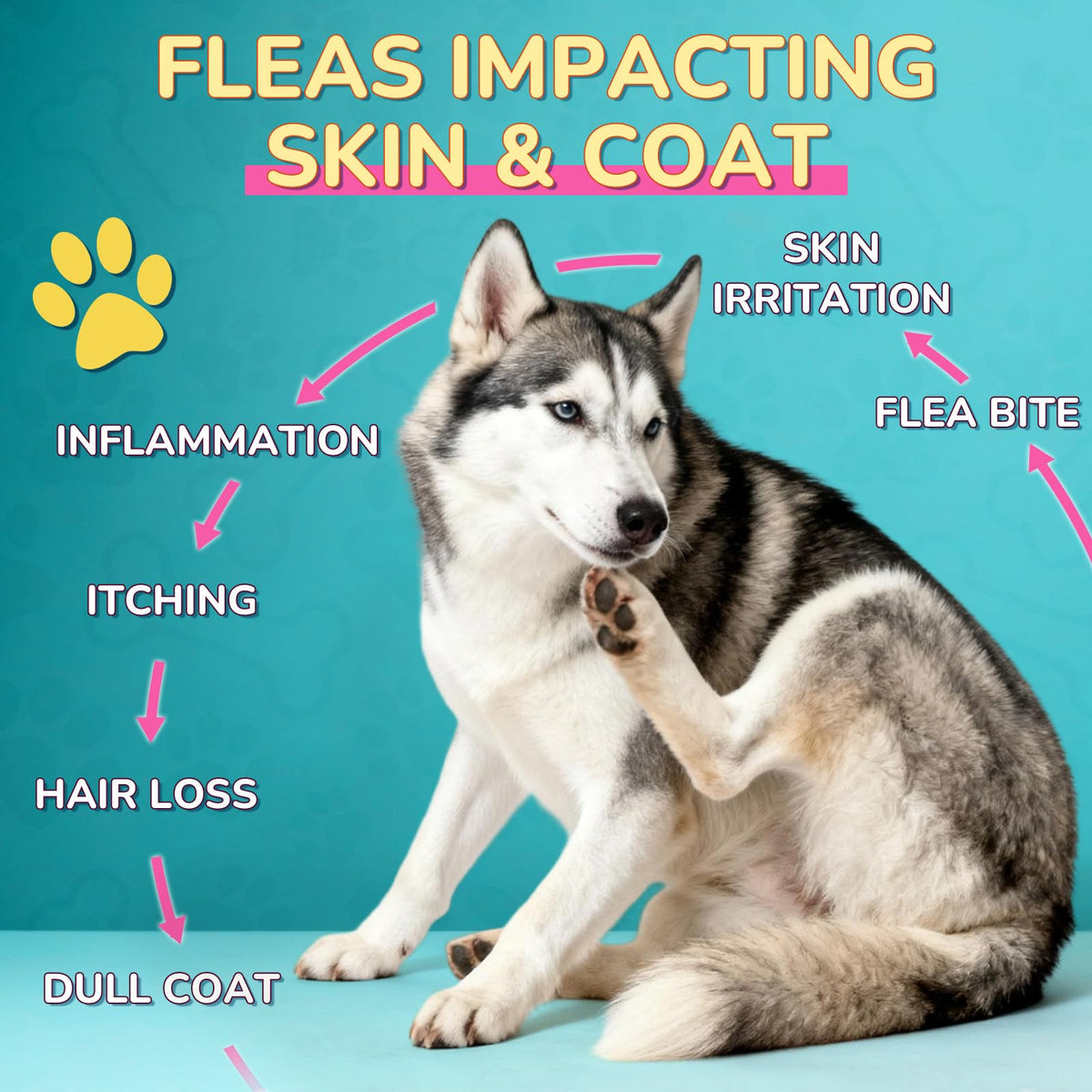 Flea and Tick Prevention for Dogs & Cats P150