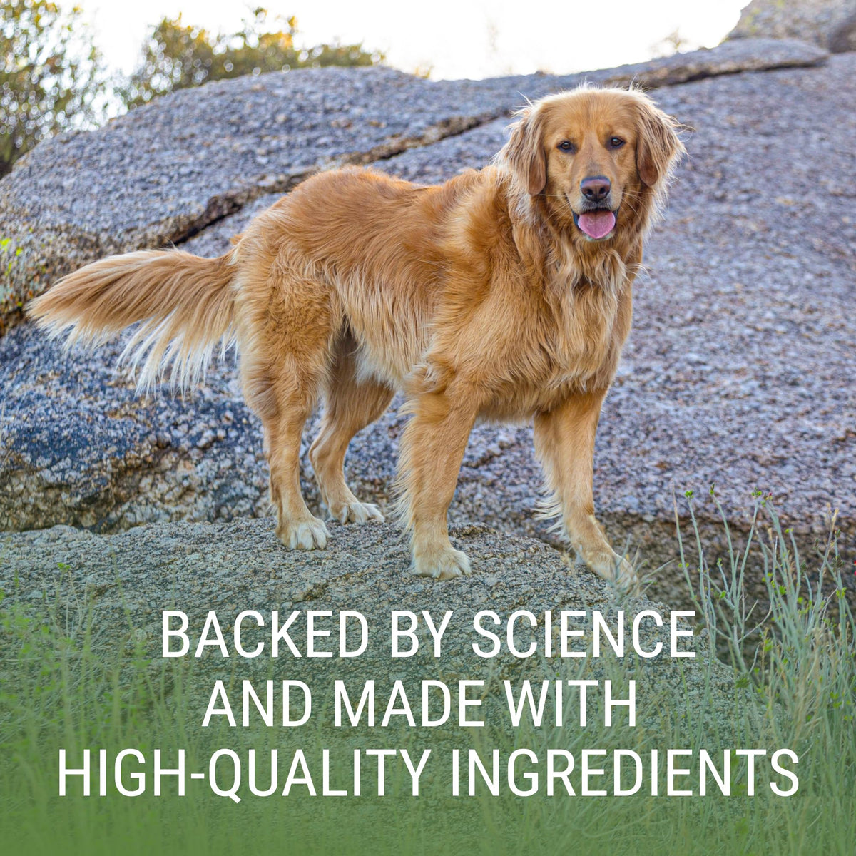 Liver & Brain Supplement for Large Dogs, 30ct Tablets M5671